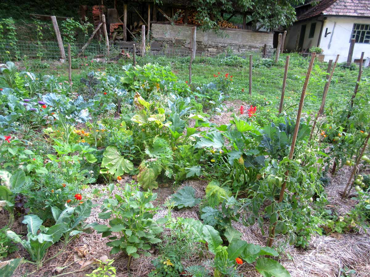 Mixed Planting