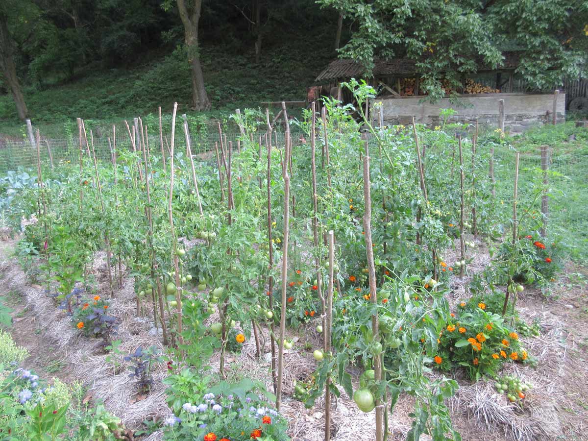 No dig garden Romania growing first season